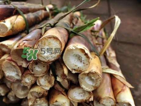 苦筍什么季節(jié)才有？苦筍什么時(shí)候成熟