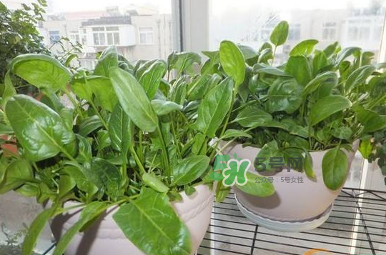 八月份可以種菠菜嗎？波菜8月中旬種可以嗎？