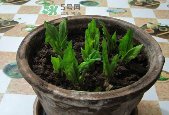 八月份可以種菠菜嗎？波菜8月中旬種可以嗎？