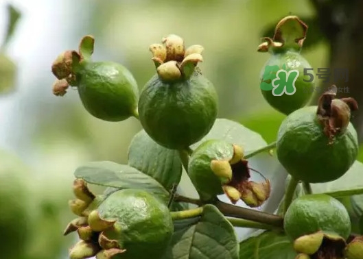 紅心果是紅心火龍果嗎？紅心果是紅心獼猴桃嗎
