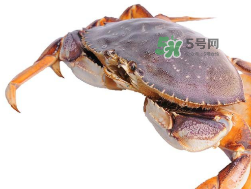 太子蟹好吃還是面包蟹好吃？太子蟹和面包蟹的區(qū)別