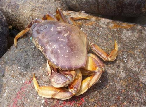 太子蟹多少錢(qián)一斤？太子蟹多少錢(qián)一只？