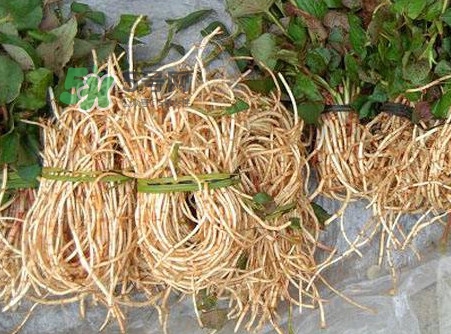 魚(yú)腥草有毒嗎？魚(yú)腥草有副作用嗎