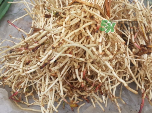 魚腥草用開水泡可以嗎？魚腥草用量多少克？