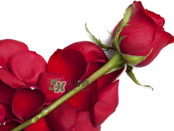 七夕玫瑰花多少錢(qián)一朵 七夕節(jié)送紅玫瑰還是粉玫瑰