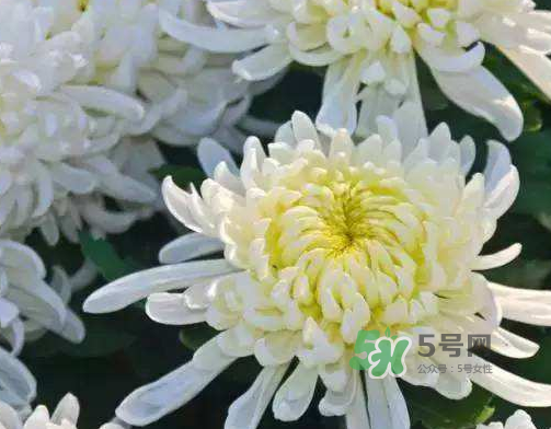 八月份能扦插菊花嗎？菊花可以8月份扦插嗎？