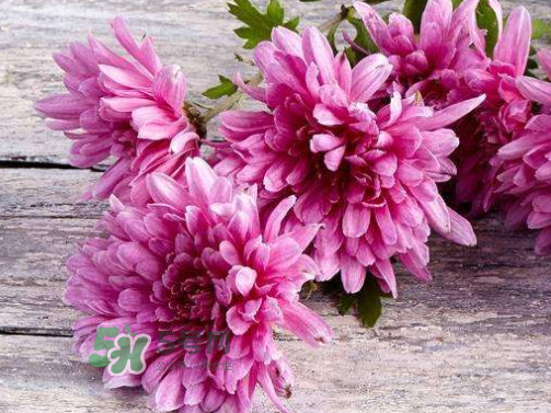 八月份能扦插菊花嗎？菊花可以8月份扦插嗎？