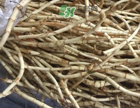 魚腥草可以和蜂蜜一起喝嗎？蜂蜜能和魚腥草一起泡嗎