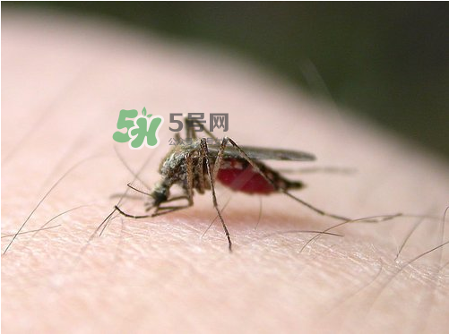 九月份還有蚊子嗎？9月份還有蚊子嗎？