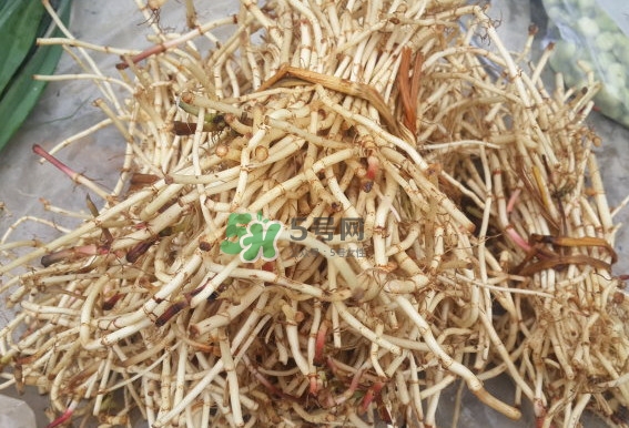 折耳根是什么？折耳根是哪里的特產(chǎn)？