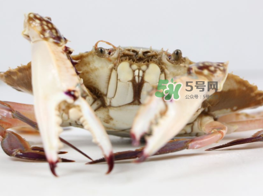 青島梭子蟹多少錢一斤？青島梭子蟹什么時候上市？