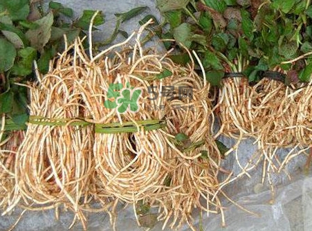 折耳根能生吃嗎？折耳根生吃還是熟吃好