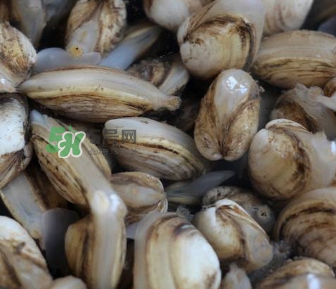 海瓜子死了還能吃嗎？海瓜子死了是什么樣子