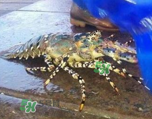 七彩神蝦是什么蝦？七彩神蝦怎么回事？