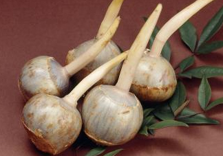 慈姑是什么？慈姑是水生植物嗎