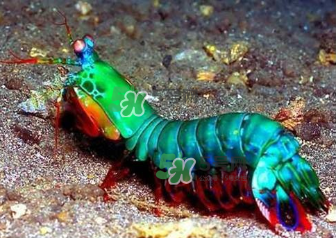 七彩神蝦是什么蝦？七彩神蝦怎么回事？