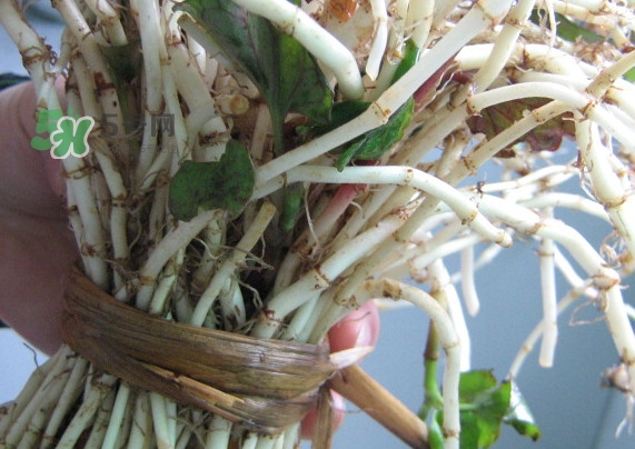 新鮮的折耳根怎么保存？折耳根能放多久