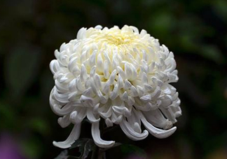 八月份能扦插菊花嗎？菊花可以8月份扦插嗎？