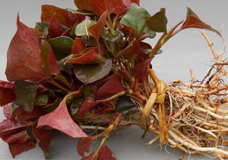 魚腥草什么季節(jié)吃最好？魚腥草什么時(shí)候吃最好