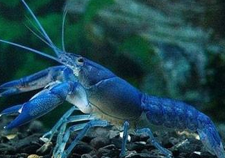 七彩神蝦好吃嗎？七彩神蝦的營養(yǎng)價(jià)值