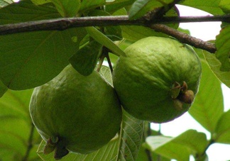 紅心果怎么吃？紅心果多少錢一斤