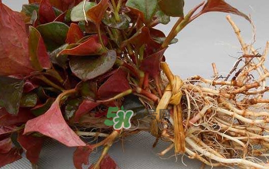 魚腥草干的好還是新鮮的好？干的魚腥草怎么吃最好