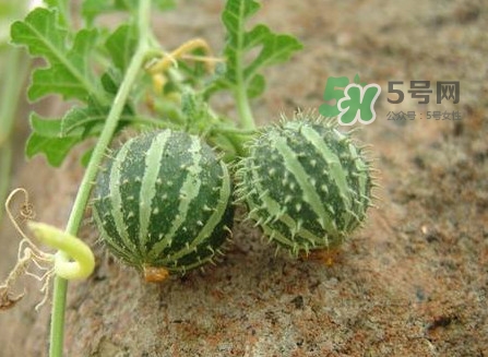 世界上最小西瓜是轉(zhuǎn)基因嗎？世界上最小西瓜有多大