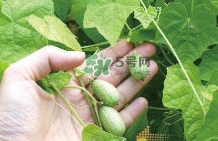 拇指西瓜什么時候種植最好？拇指西瓜哪里可以買到