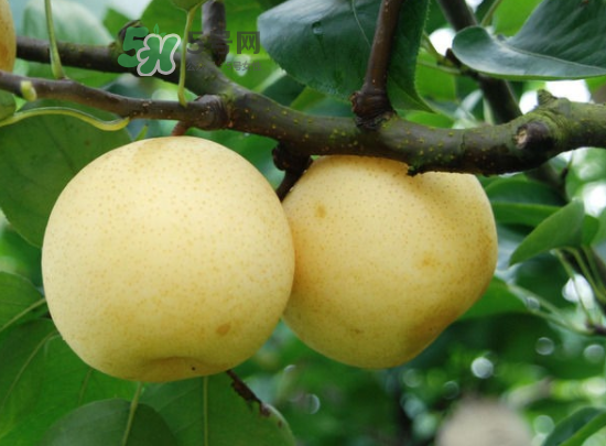 雪梨是涼性還是熱性？雪梨是寒性水果嗎？