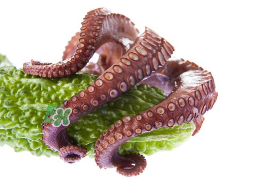 八爪魚什么季節(jié)最好吃？八爪魚什么時候有籽？