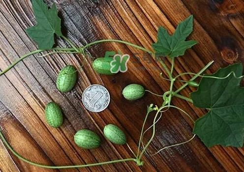 拇指西瓜多少錢一斤？拇指西瓜一口能吃幾個？