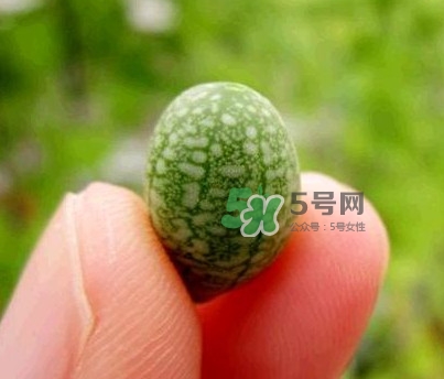 拇指西瓜什么時(shí)候上市？拇指西瓜什么時(shí)候成熟