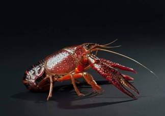 吃小龍蝦什么會(huì)得橫紋肌溶解癥？橫紋肌溶解癥嚴(yán)重嗎