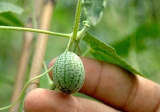 拇指西瓜什么時候上市？拇指西瓜什么時候成熟