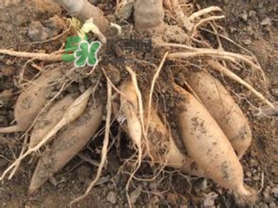 雪蓮果和雞蛋能一起吃嗎？雪蓮果和什么相克？