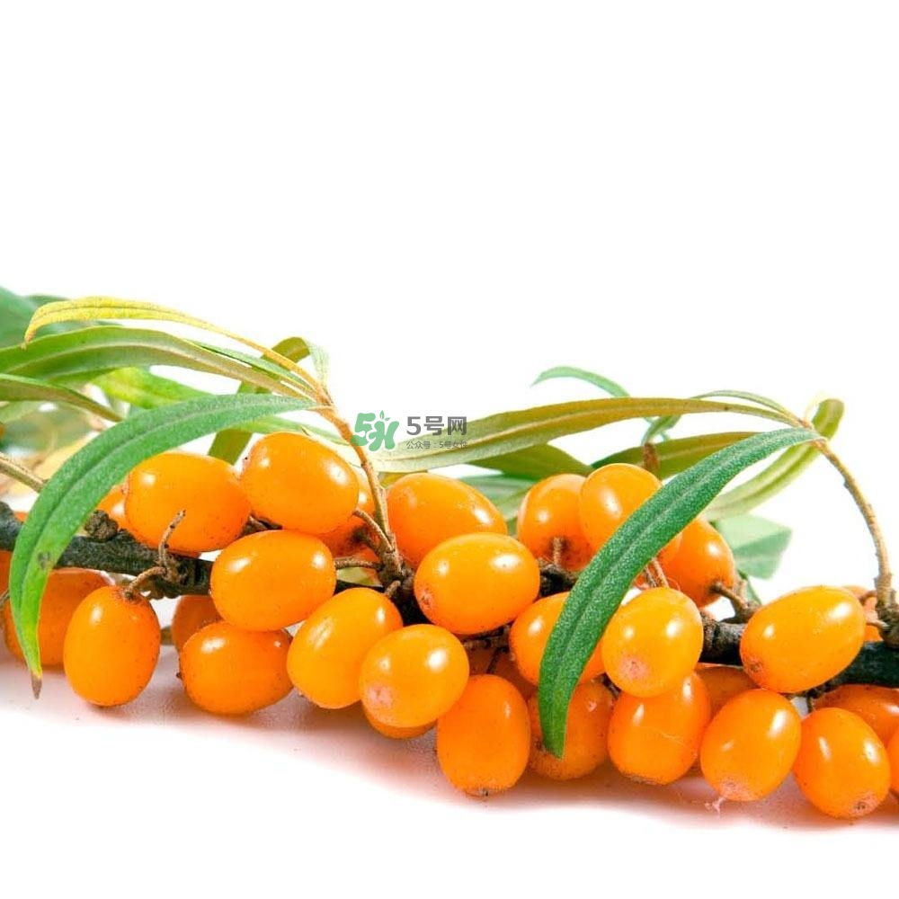沙棘怎么吃？沙棘果的食用禁忌