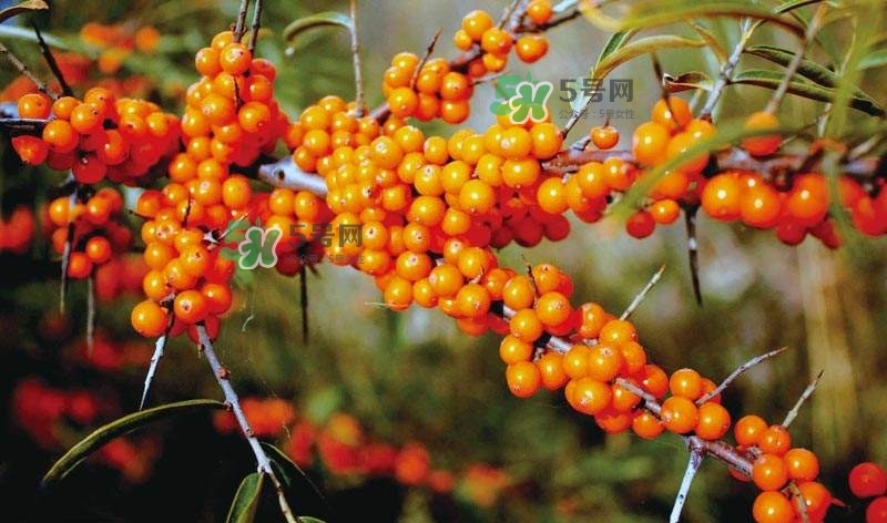 沙棘是什么？沙棘的功效與作用