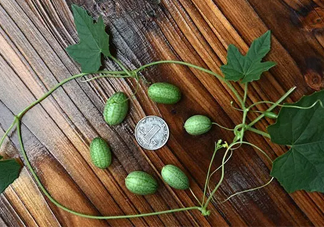 拇指西瓜多少錢一斤？拇指西瓜一口能吃幾個？