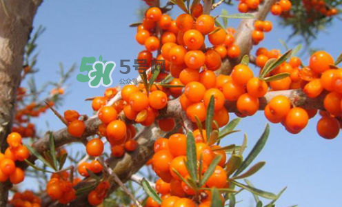 沙棘是酸性還是堿性？沙棘是涼性還是熱性？