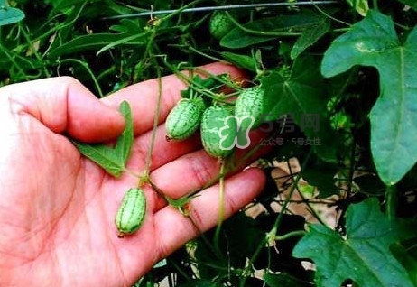 世界上最小西瓜是轉(zhuǎn)基因嗎？世界上最小西瓜有多大