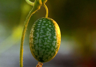 拇指西瓜口感如何？拇指西瓜什么味道？