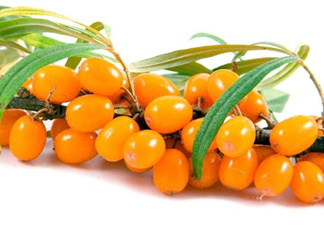 沙棘怎么吃？沙棘果的食用禁忌