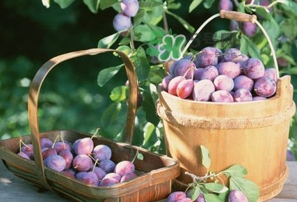 烏梅是酸性還是堿性？烏梅是熱性還是涼性