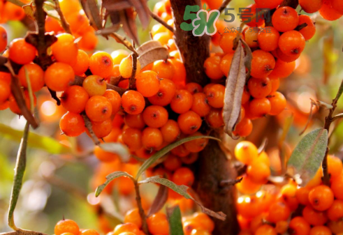 沙棘是酸性還是堿性？沙棘是涼性還是熱性？