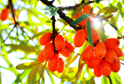 沙棘是酸性還是堿性？沙棘是涼性還是熱性？