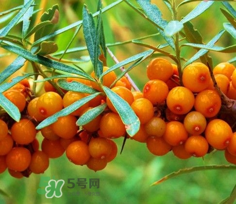 沙棘怎么吃？沙棘果的食用禁忌