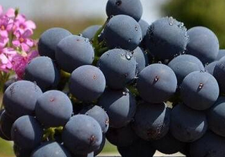 黑提子多少錢一斤2017？黑提為什么那么貴？