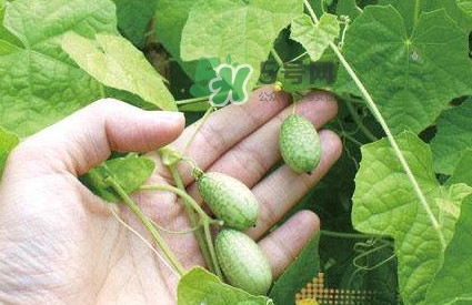 拇指西瓜什么時(shí)候上市？拇指西瓜什么時(shí)候成熟