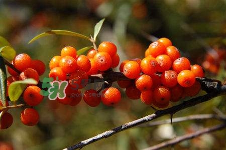 沙棘怎么吃？沙棘果的食用禁忌