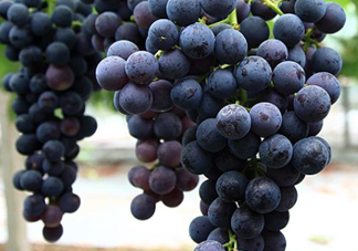 黑提子是涼性還是熱性？黑提是熱性還是涼性？